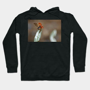 Got to fly Hoodie